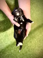 Feta, a female Goldendoodle and Golden Mountain Doodle for sale in Bolivia, NC – Photo 3 of 4