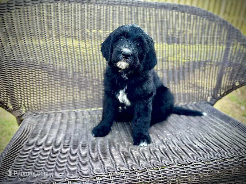 Feta – Bernedoodle, Golden Mountain Doodle puppy for sale in Bolivia, NC