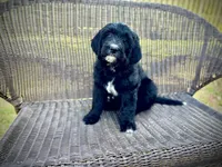 Feta, a female Bernedoodle and Golden Mountain Doodle for sale in Bolivia, NC – Photo 1 of 7