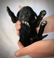 Baby Bell, a female Golden Mountain Doodle for sale in Bolivia, NC – Photo 3 of 5