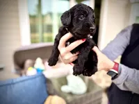Baby Bell, a female Golden Mountain Doodle for sale in Bolivia, NC – Photo 4 of 5