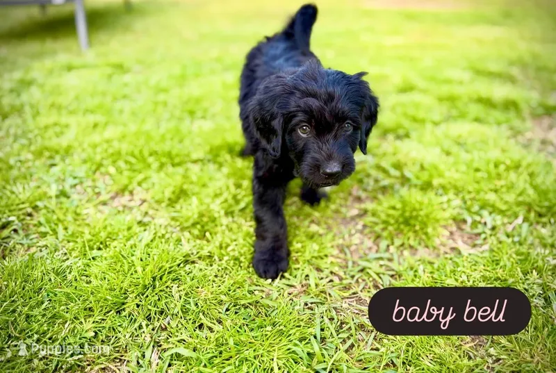 Baby Bell – Bernedoodle, Golden Mountain Doodle puppy for sale in Bolivia, NC