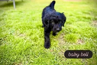 Baby Bell, a female Bernedoodle and Golden Mountain Doodle for sale in Bolivia, NC – Photo 2 of 8