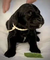 Baby Bell, a female Golden Mountain Doodle for sale in Bolivia, NC – Photo 2 of 5