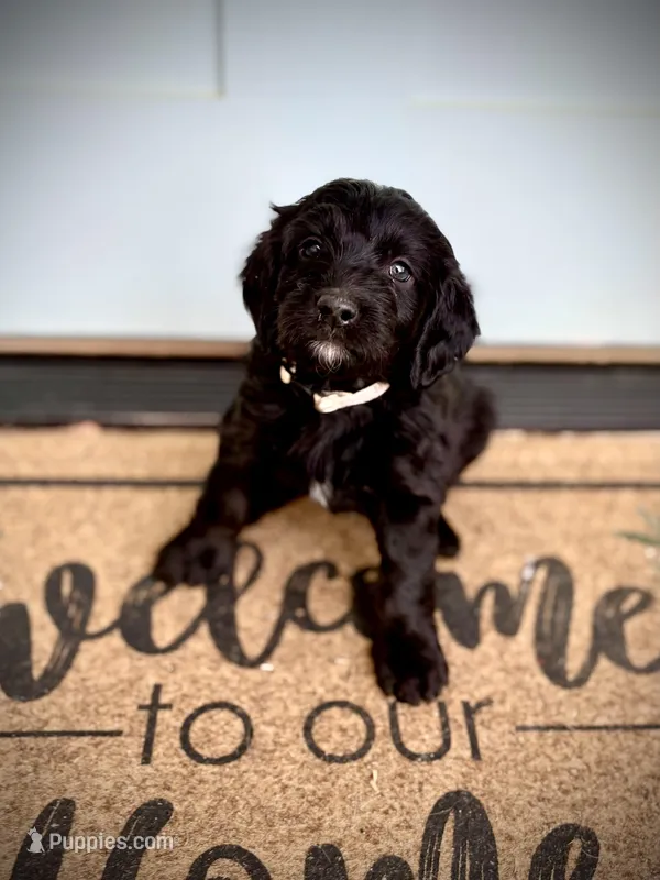 Baby Bell – Bernedoodle, Golden Mountain Doodle puppy for sale in Bolivia, NC