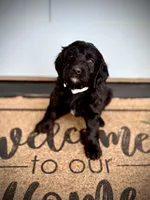 Baby Bell, a female Bernedoodle and Golden Mountain Doodle for sale in Bolivia, NC – Photo 1 of 6