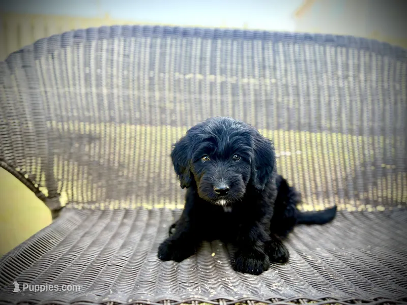 Baby Bell – Bernedoodle, Golden Mountain Doodle puppy for sale in Bolivia, NC