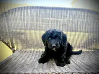 Baby Bell, a female Bernedoodle and Golden Mountain Doodle for sale in Bolivia, NC – Photo 1 of 8