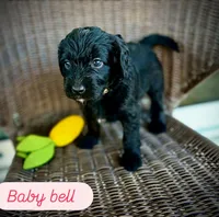 Baby Bell, a female Golden Mountain Doodle for sale in Bolivia, NC – Photo 1 of 5