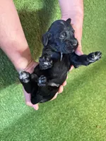 Baby Bell, a female Golden Mountain Doodle for sale in Bolivia, NC – Photo 5 of 5