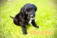 Cheddar, a female Bernedoodle and Golden Mountain Doodle for sale in Bolivia, NC – Photo 2 of 10