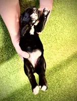 Cheddar, a female Golden Mountain Doodle for sale in Bolivia, NC – Photo 4 of 5