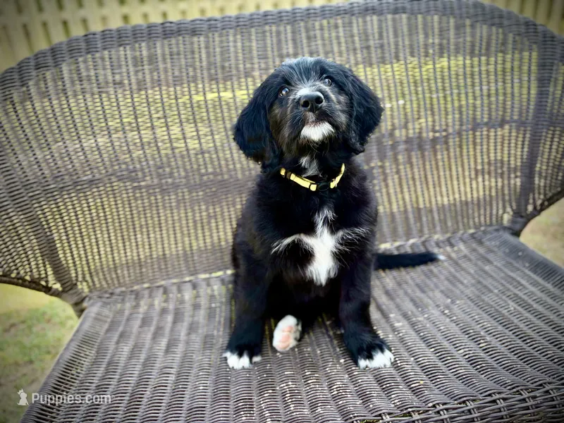 Cheddar – Bernedoodle, Golden Mountain Doodle puppy for sale in Bolivia, NC