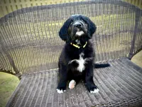 Cheddar, a female Bernedoodle and Golden Mountain Doodle for sale in Bolivia, NC – Photo 1 of 10