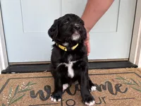 Cheddar, a female Bernedoodle and Golden Mountain Doodle for sale in Bolivia, NC – Photo 3 of 8