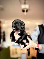 Cheddar, a female Golden Mountain Doodle for sale in Bolivia, NC – Photo 2 of 5