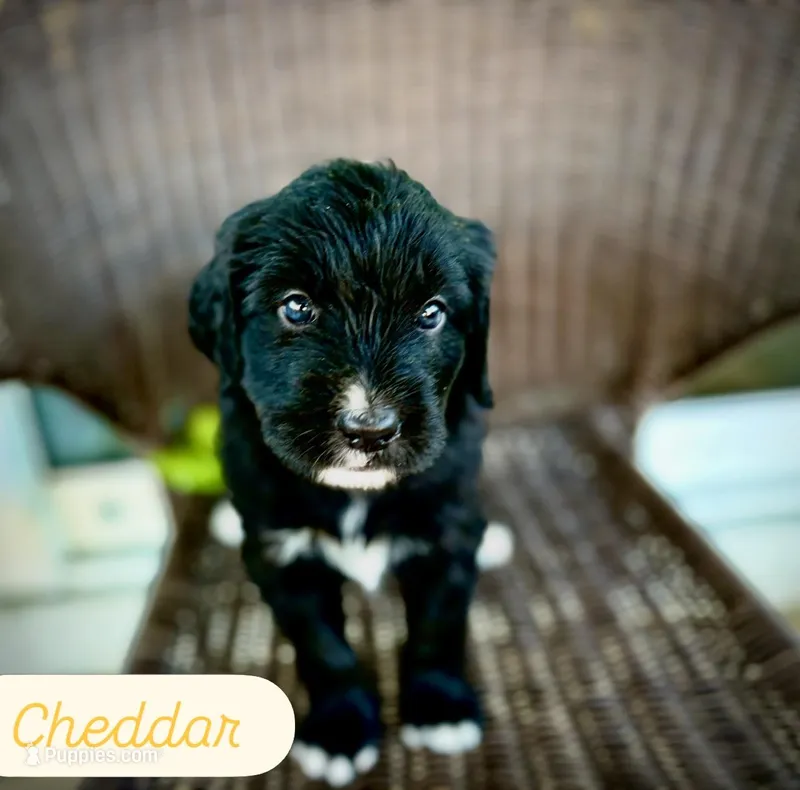 Cheddar – Golden Mountain Doodle puppy for sale in Bolivia, NC