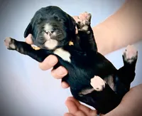 Cheddar, a female Golden Mountain Doodle for sale in Bolivia, NC – Photo 5 of 5