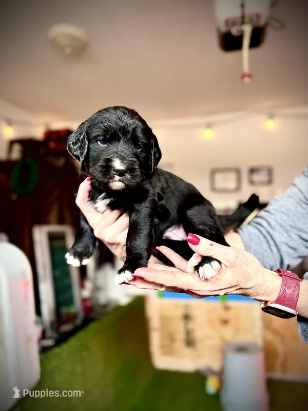 Cheddar – Bernedoodle, Golden Mountain Doodle puppy for sale in Bolivia, NC