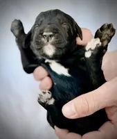 Muester, a male Golden Mountain Doodle for sale in Bolivia, NC – Photo 2 of 4