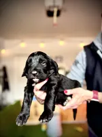Muester, a male Golden Mountain Doodle for sale in Bolivia, NC – Photo 3 of 4