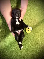 Muester, a male Golden Mountain Doodle for sale in Bolivia, NC – Photo 4 of 4