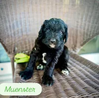 Muester, a male Golden Mountain Doodle for sale in Bolivia, NC – Photo 1 of 4