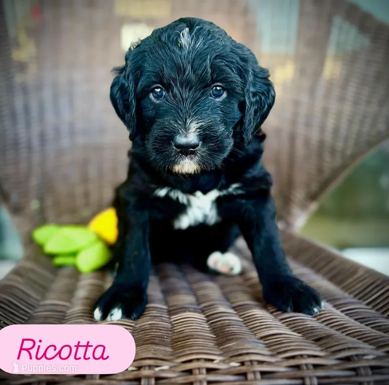 Ricotta – Golden Mountain Doodle puppy for sale in Bolivia, NC