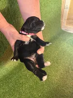 Ricotta, a female Golden Mountain Doodle for sale in Bolivia, NC – Photo 4 of 4