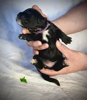 Ricotta, a female Golden Mountain Doodle for sale in Bolivia, NC – Photo 2 of 4