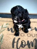 Ricotta, a female Bernedoodle and Golden Mountain Doodle for sale in Bolivia, NC – Photo 1 of 5