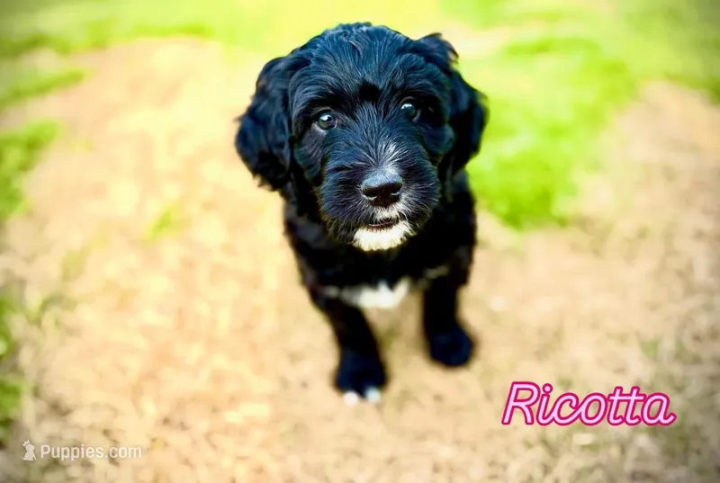 Ricotta – Bernedoodle, Golden Mountain Doodle puppy on hold in Bolivia, NC