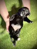 Brie, a female Bernedoodle and Golden Mountain Doodle for sale in Bolivia, NC – Photo 5 of 6