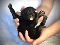 Brie, a female Bernedoodle and Golden Mountain Doodle for sale in Bolivia, NC – Photo 6 of 6