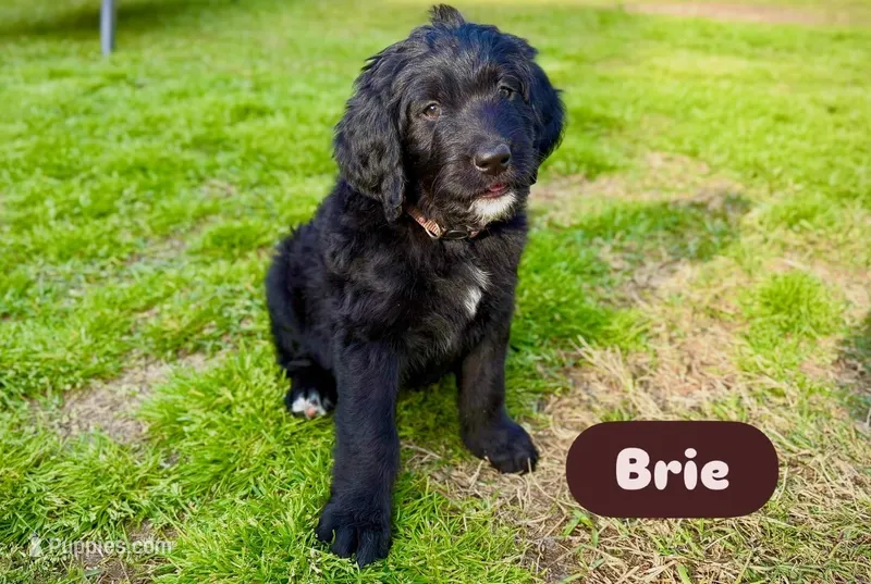 Brie – Bernedoodle, Golden Mountain Doodle puppy for sale in Bolivia, NC