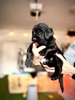 Brie, a female Bernedoodle and Golden Mountain Doodle for sale in Bolivia, NC – Photo 3 of 6