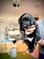 Brie, a female Bernedoodle and Golden Mountain Doodle for sale in Bolivia, NC – Photo 4 of 6