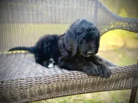 Brie, a female Bernedoodle and Golden Mountain Doodle for sale in Bolivia, NC – Photo 1 of 8