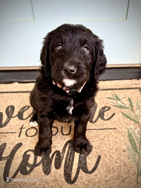 Brie – Bernedoodle, Golden Mountain Doodle puppy for sale in Bolivia, NC