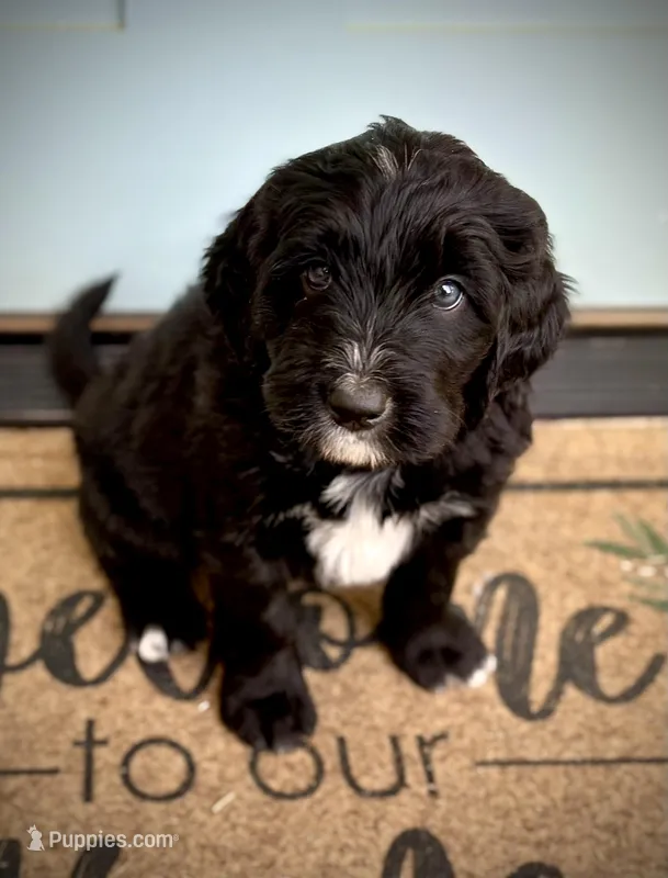 Manchego – Bernedoodle, Golden Mountain Doodle puppy for sale in Bolivia, NC
