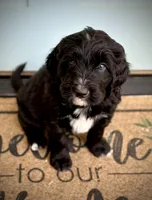 Manchego, a male Bernedoodle and Golden Mountain Doodle for sale in Bolivia, NC – Photo 1 of 7