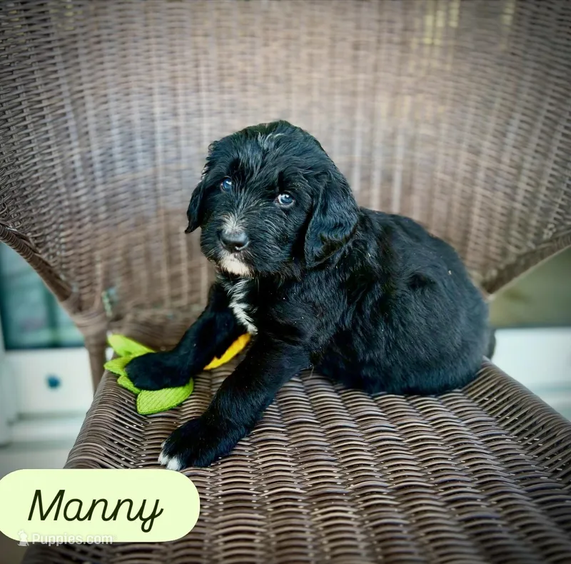 Manchego – Golden Mountain Doodle puppy for sale in Bolivia, NC