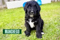 Manchego, a male Bernedoodle and Golden Mountain Doodle for sale in Bolivia, NC – Photo 2 of 9