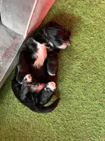 Manchego, a male Golden Mountain Doodle for sale in Bolivia, NC – Photo 6 of 6