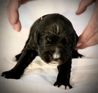 Manchego, a male Golden Mountain Doodle for sale in Bolivia, NC – Photo 2 of 6