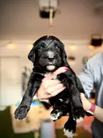 Manchego, a male Golden Mountain Doodle for sale in Bolivia, NC – Photo 5 of 6