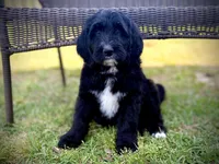 Manchego, a male Bernedoodle and Golden Mountain Doodle for sale in Bolivia, NC – Photo 1 of 9