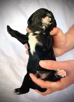 Manchego, a male Golden Mountain Doodle for sale in Bolivia, NC – Photo 3 of 6