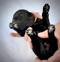 Colby Jack, a male Golden Mountain Doodle for sale in Bolivia, NC – Photo 2 of 5