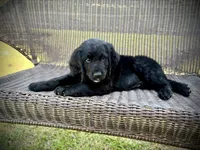 Colby Jack, a male Bernedoodle and Golden Mountain Doodle for sale in Bolivia, NC – Photo 1 of 8